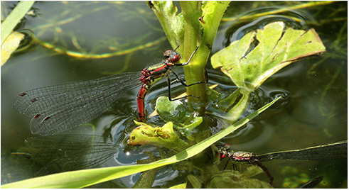 Pyrrhosoma nymphula ponte femelle seule