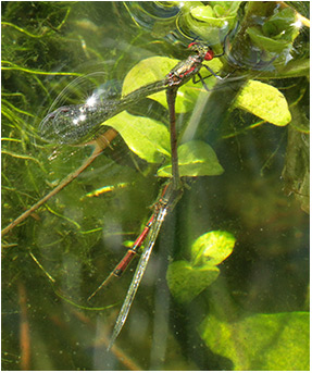 Pyrrhosoma nymphula ponte en plongée