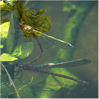 Pyrrhosoma nymphula ponte en plongée