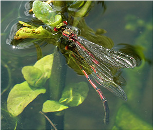 Pyrrhosoma nymphula ponte