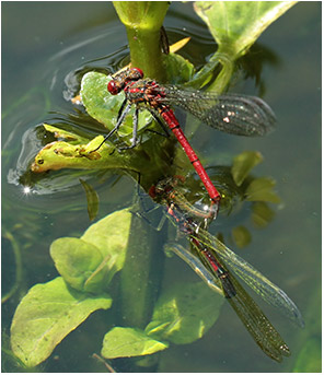 Pyrrhosoma nymphula ponte