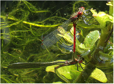 Pyrrhosoma nymphula ponte