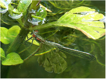 Pyrrhosoma nymphula femelle