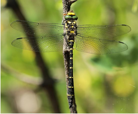 Cordulegaster bidentata mâle