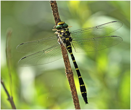 Cordulegaster bidentata mâle