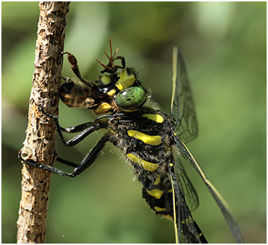 Cordulegaster bidentata mâle