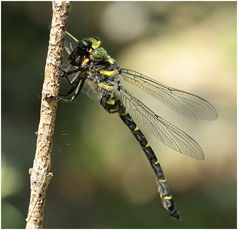 Cordulegaster bidentata mâle