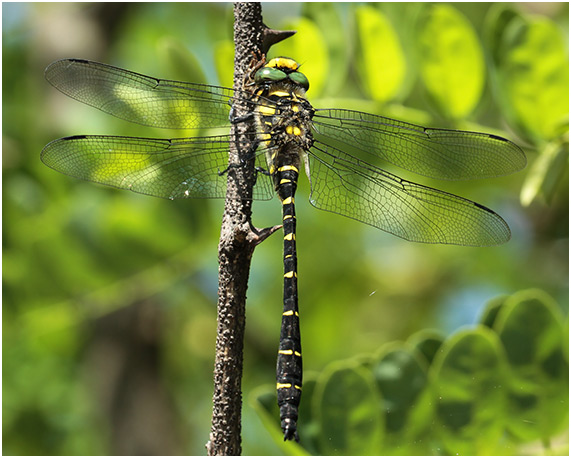 Cordulegaster bidentata mâle