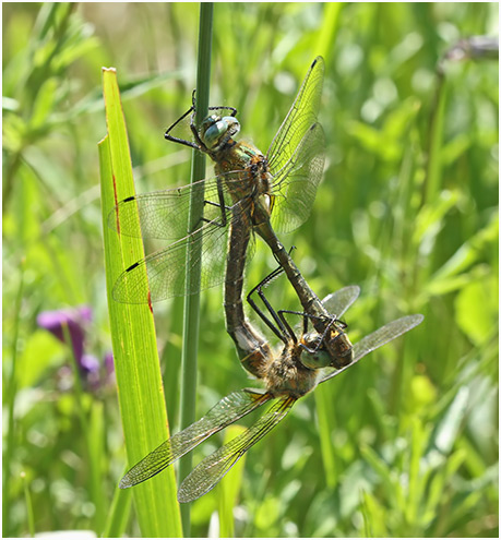 Cordulia aenea accouplement