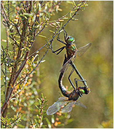 Cordulia aenea accouplement