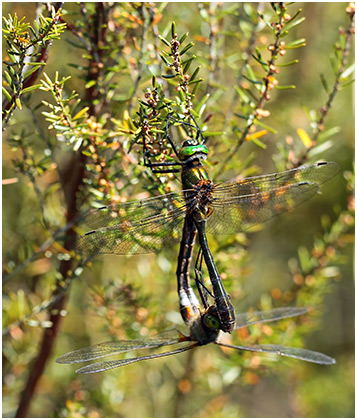 Cordulia aenea accouplement