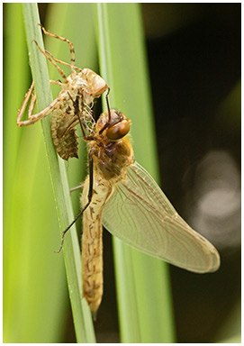 Cordulie bronzée émergence