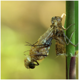 Cordulia aenea femelle émergence