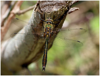 Cordulia aenea mâle immature