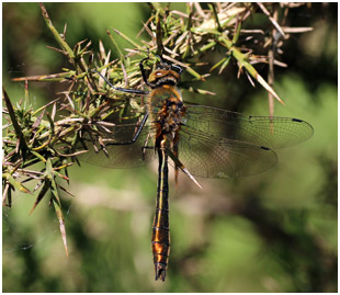 Cordulia aenea mâle immature