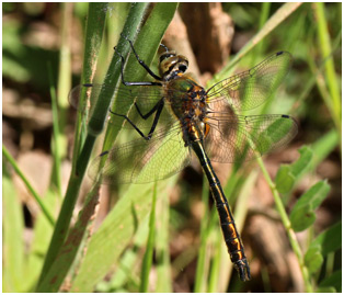 Cordulia aenea mâle immature