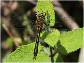 Cordulia aenea mâle immature