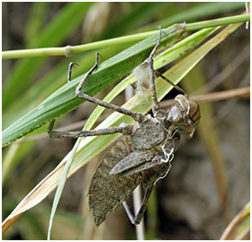 Macromia splendens exuvie