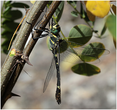 Macromia splendens mâle