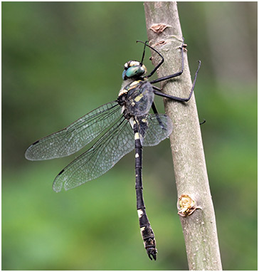 Macromia splendens mâle