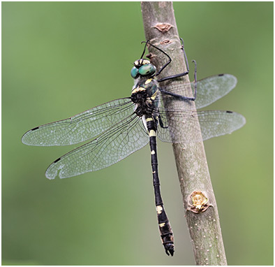 Macromia splendens mâle