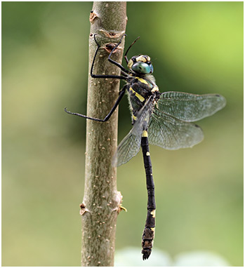 Macromia splendens mâle