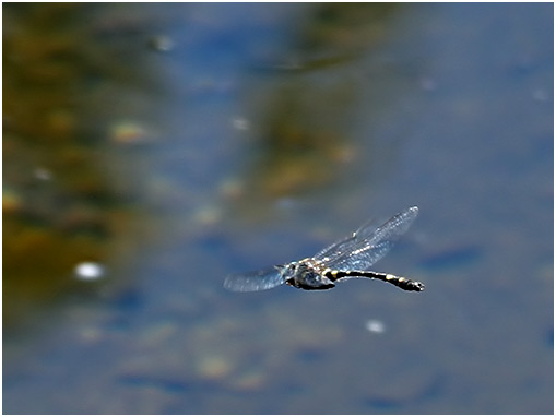 Macromia splendens mâle