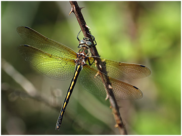 Oxygastra curtisii femelle