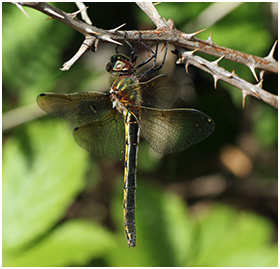 Oxygastra curtisii femelle