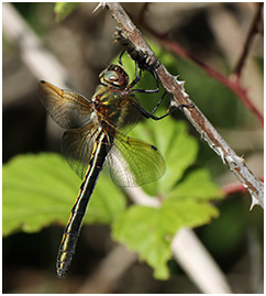 Oxygastra curtisii femelle