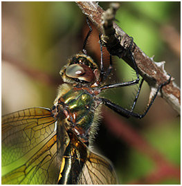 Oxygastra curtisii femelle