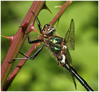 Oxygastra curtisii mâle