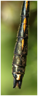 Oxygastra curtisii mâle
