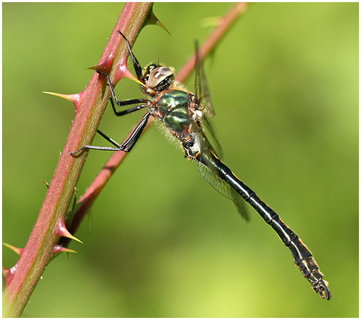 Oxygastra curtisii mâle