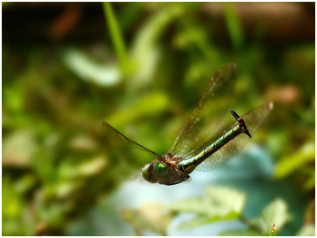 Somatochlora metallica ponte