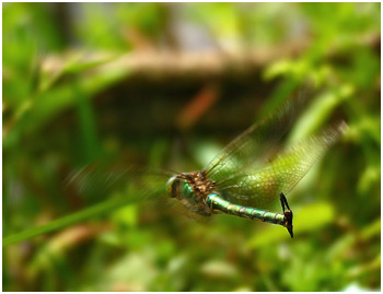 Somatochlora metallica ponte