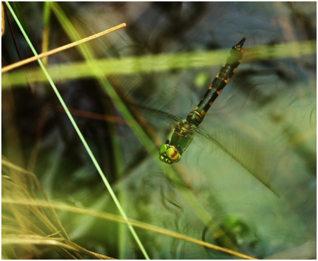 Somatochlora flavomaculata femelle en ponte