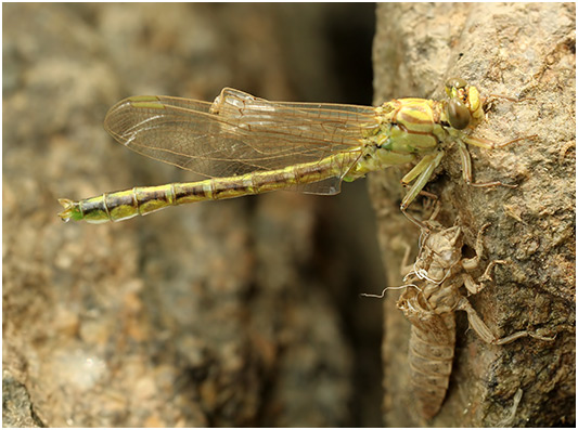 Gomphus flavipes mâle