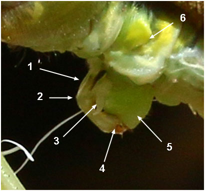 Gomphus flavipes, appareil génital secondaire