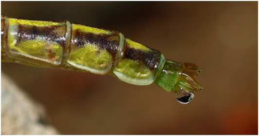 Gomphus flavipes, excrétion de liquide