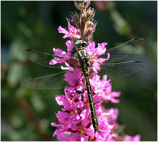 Gomphus graslinii mâle