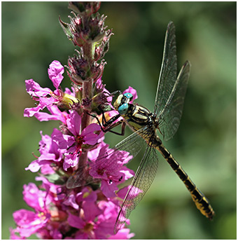 Gomphus graslinii mâle