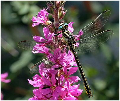 Gomphus graslinii mâle