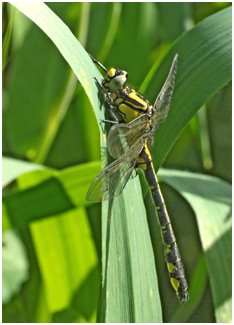 Gomphus vulgatissimus mâle émergent