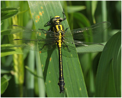 Gomphus vulgatissimus mâle émergent