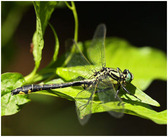 Gomphus vulgatissimus mâle