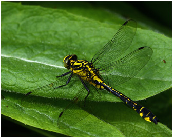 Gomphus vulgatissimus mâle