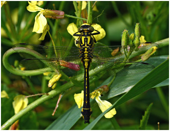 Gomphus vulgatissimus mâle