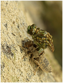 Onychogomphus forcipatus mâle