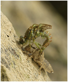 Onychogomphus forcipatus mâle